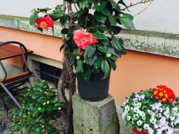 Camelien im Biergarten